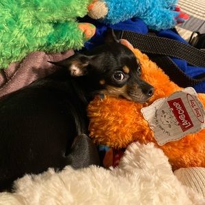 Meet your Posher, Jamie